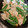 eri08's cooksnap of when they made スナップエンドウと豆腐の和風炒め.
