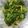 クックBLTENE☆'s cooksnap of when they made もっと簡単！！１分で捨てずにレタスの外側.