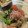月✳Iris's cooksnap of when they made トマトと小松菜のめんぽんツナおかか和え.