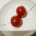 ちえぞ〜's cooksnap of when they made 裏技☆プチトマト復活大作戦 (^^;.