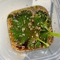 るりるり姫's cooksnap of when they made やみつき大葉のゴマ醤油漬け.