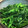 saki1010's cooksnap of when they made 白だしで簡単！菜の花のからし和え☆.