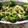 パピヨンさん's cooksnap of when they made 白菜とツナのしょうゆマヨサラダ.