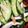 プクこ's cooksnap of when they made 作り置きに最適！胡瓜と竹輪の胡麻酢和え.