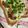 ぐりtoぐら's cooksnap of when they made 妊婦の朝食★納豆トースト.