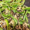 hapihapish's cooksnap of when they made もりもり 無限ピーマン.