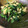 かなそま☆もぐりん's cooksnap of when they made 小松菜と卵のオイスター炒め.