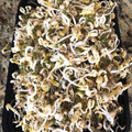 Zelie's cooksnap of when they made お家でモヤシ栽培.