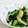 umemodoki's cooksnap of when they made 小松菜とえびのあっさりレモン塩炒め.