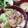 わかポン☆'s cooksnap of when they made 簡単☆ネギ塩豚丼.