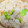 あめにゃん's cooksnap of when they made ストウブ そらまめとしらすのご飯.
