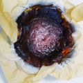 のんぴ☆♪'s cooksnap of when they made 超簡単濃厚バスクチーズケーキ.