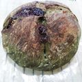 FaithAloha's cooksnap of when they made 捏ねずに抹茶カンパーニュ.
