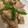 H♡S's cooksnap of when they made じゃがいもと　豚こまの甘味炒め.