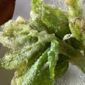 ☆nonno★'s cooksnap of when they made お年寄り絶賛シリーズ☆うど葉先☆天麩羅☆.