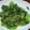 クックVOY1Q3☆'s cooksnap of when they made 小松菜のナムル.