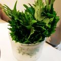 みれいく's cooksnap of when they made ＊長持ち大葉（青じそ）の保存法＊.