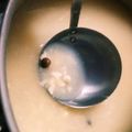 （＊あωや＊）'s cooksnap of when they made 本気でダイエットするしか！スープ.