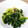 ソネチコ's cooksnap of when they made セロリの葉っぱのからし和え.