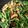 クックCNZGFQ☆'s cooksnap of when they made コクうま　エリンギと水菜のオイスター炒め.