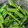 毎日しょっぱい亭's cooksnap of when they made のらぼう菜の茹で方.