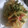 にゃんこりんご's cooksnap of when they made えんどう豆と新玉ねぎのかきあげ.
