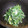 ミセスＡ's cooksnap of when they made ニラのごまマヨ和え♪.