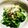 kinniko's cooksnap of when they made (山菜)コシアブラのお浸し.