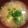 わたるんママ's cooksnap of when they made ＊新玉ねぎと新じゃがの味噌汁＊.