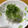 ナップ99's cooksnap of when they made ちりめんじゃこのシソおろしのせ.