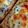 xyzクック's cooksnap of when they made 魚介の旨味ぃ〜。しらすチーズトースト.