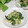 mielle's cooksnap of when they made 青梗菜とちりめんじゃこの炒め物.