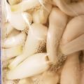 momo634's cooksnap of when they made 乳酸らっきょ！本漬けまでの下漬け.