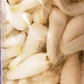 momo634's cooksnap of when they made 乳酸らっきょ！本漬けまでの下漬け.