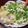 ﾋﾟﾛﾐ♡'s cooksnap of when they made 関西風うどんだし（かけつゆ・返し・出汁）.