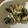 クック1FX93J☆'s cooksnap of when they made たたききゅうりとささみのごま酢あえ.