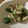 クック1FX93J☆'s cooksnap of when they made たたききゅうりとささみのごま酢あえ.