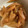 pink0922's cooksnap of when they made 鶏肉と新玉ねぎの生姜焼き.
