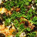 菜つ実☆ミ's cooksnap of when they made パン粉焼き.