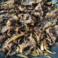 ゴンスネル's cooksnap of when they made しっかり味の♡牛肉しぐれ煮.