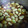 makichaki's cooksnap of when they made そら豆の醤油煮☆皮ごと頂いて下さい！.