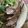 sachinchan's cooksnap of when they made 肉汁たっぷり☆NZラムのロースト.