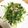 さりーママ♪'s cooksnap of when they made 豚ひき肉と豆苗のナンプラー炒め.