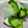 花いちもん's cooksnap of when they made お茶漬けdeきゅうりの漬け物.