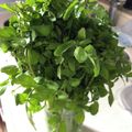 minnytom's cooksnap of when they made クレソン　保存方法.