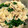 クックCUITQ1☆'s cooksnap of when they made 茹で白菜とツナの塩昆布マヨ和え.
