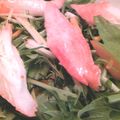 pyoro818's cooksnap of when they made サッパリ☆ひじきサラダ.