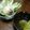 クック7FNN0F☆'s cooksnap of when they made アーティチョークのシンプルな食べ方.