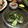 クロ８５'s cooksnap of when they made きゅうりのゆかり漬け.