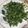 クックLKMSY0☆'s cooksnap of when they made 桑の葉茶（ダイエット茶）.
